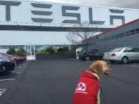 Kye, Tesla's new mascot? ;-)